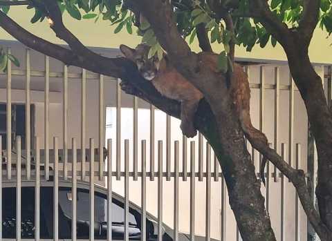 Filhote de onça é resgatado em bairro de Birigui filhote-de-onca-e-resgatado-em-bairro-de-birigui